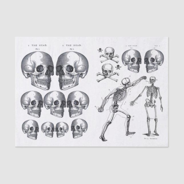 Skelettschädel Skulls Knochen Decoupage Collage Ti Seidenpapier (Vorderseite)