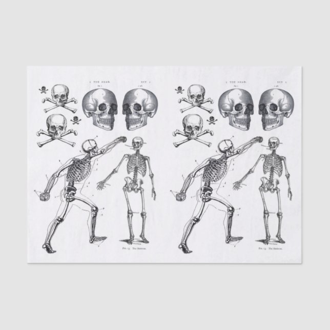 Skelettschädel Skulls Knochen Decoupage Collage Ti Seidenpapier (Vorderseite)