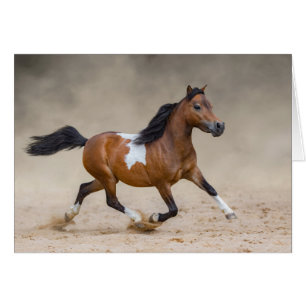 Skewbald amerikanisches Miniaturpferd, das in Stau