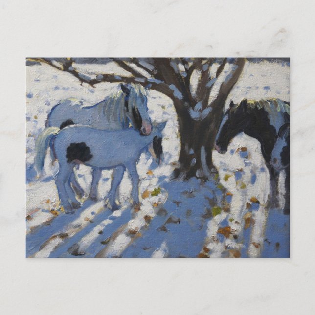 Skewbald Ponies im Winter 2012 Postkarte (Vorderseite)