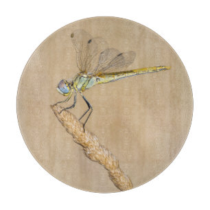 Skimmer Dragonfly Insect Female (CC BY 4,0) Cuttin Schneidebrett