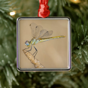 Skimmer Dragonfly Insect Female (CC BY 4,0) Metal Ornament Aus Metall