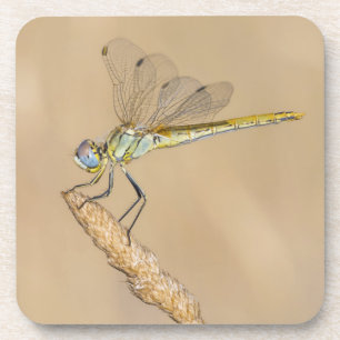 Skimmer Dragonfly Insekt Female (CC BY 4,0) Getränkeuntersetzer