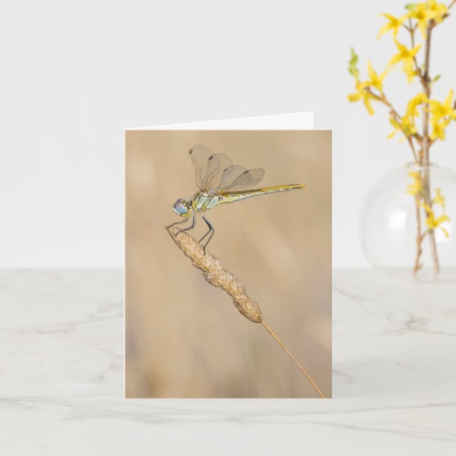 Skimmer Dragonfly Insekt Weibchen (CC BY 4,0) Holz Karte (Gelbe Blume)