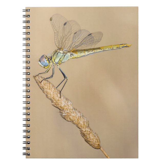 Skimmer Dragonfly Insekt Weibchen (CC BY 4.0) Note Notizblock (Vorderseite)