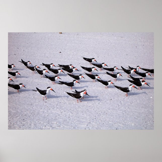 Skimmer Flock Poster (Vorne)