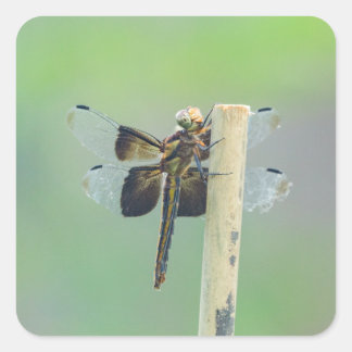 Skimmer Quadratischer Aufkleber