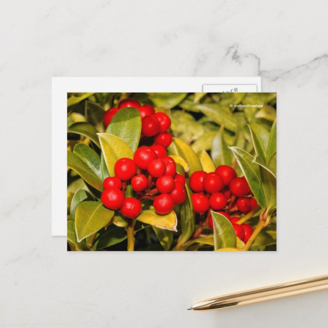 Skimmia Japonica Berries und Blätter Postkarte (Vorderseite/Rückseite Beispiel)
