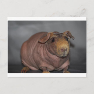 Skinny Pig Postkarte