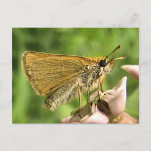 Skipper auf Milkweed Postkarte