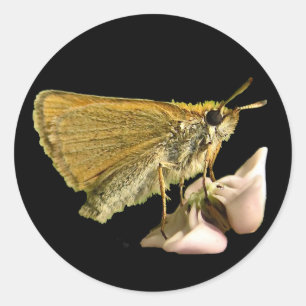 Skipper auf Milkweed Runder Aufkleber