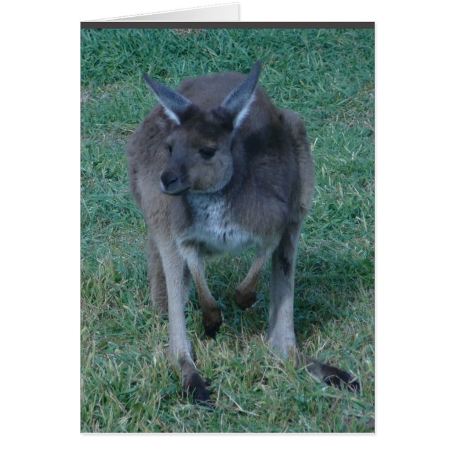 Skippy Kangaroo Card (Vorne)