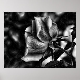 Skizze der Rose in Schwarzem u. im Weiß Poster