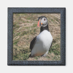 Skomer Insel-Papageientaucher Magnet