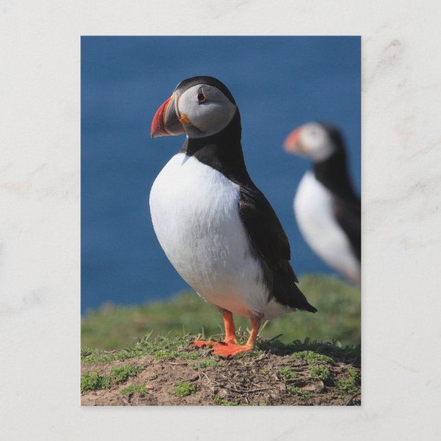 Skomer Insel-Papageientaucher Postkarte (Vorderseite)