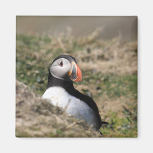 Skomer Island Puffins Magnet