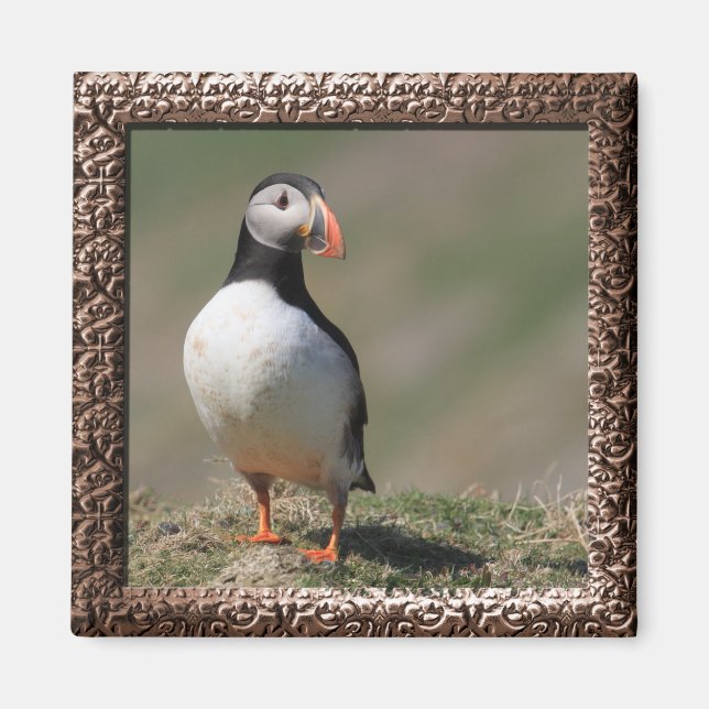 Skomer Island Puffins Magnet (Vorne)