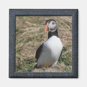 Skomer Island Puffins Magnet