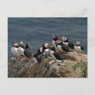 Skomer Island Puffins Postkarte