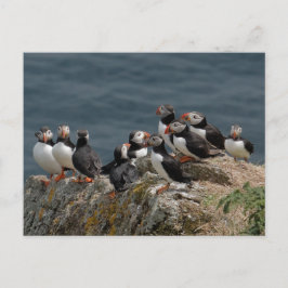 Skomer Island Puffins Postkarte