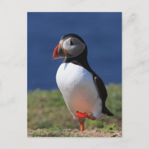 Skomer Island Puffins Postkarte