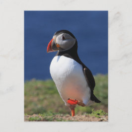 Skomer Island Puffins Postkarte