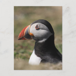 Skomer Island Puffins Postkarte
