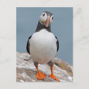 Skomer Island Puffins Postkarte