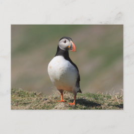 Skomer Island Puffins Postkarte