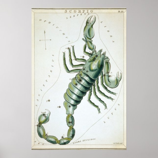Skorpio Astrologisch Zeichnend Poster (Vorne)