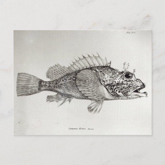 Skorpion Fish Postkarte (Vorderseite)