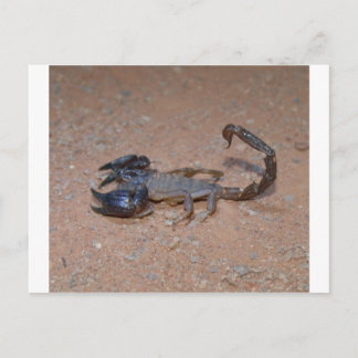 Skorpion Postkarte