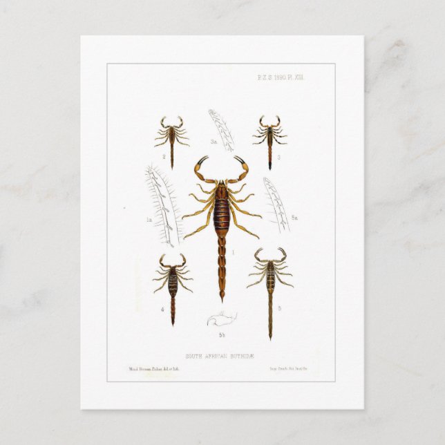 Skorpione Postkarte (Vorderseite)