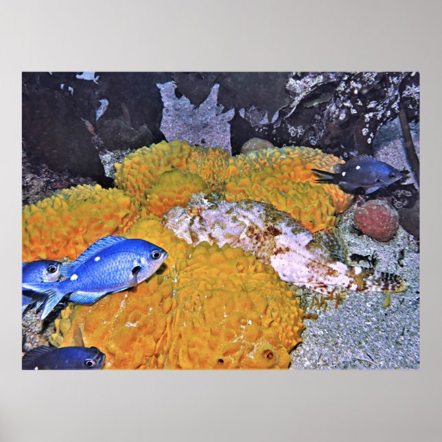 Skorpionfisch auf Gelbschwamm Poster (Vorne)