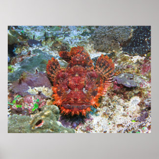 Skorpionfisch-Gesicht abseits Poster