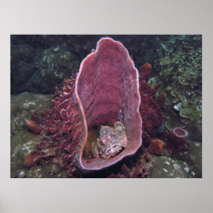 Skorpionfisch im Schwamm Poster