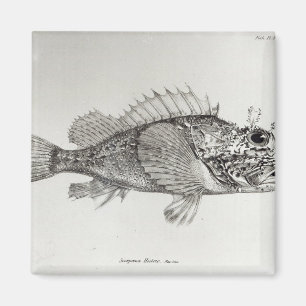 Skorpions-Fische Magnet