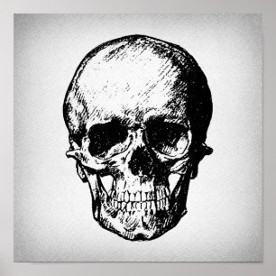 Skull Illustration Vintag Art Poster