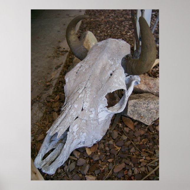 Skull Poster (Vorne)