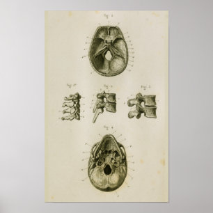 Skull Vertebrae Knochen Vintag Anatomie drucken Poster