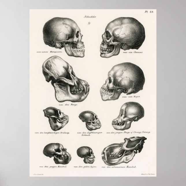 Skulls Illustration der menschlichen Evolution Poster (Vorne)