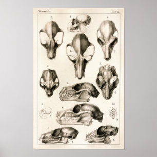 Skulls of Monkeys Bats Veterinary Anatomy Print Poster
