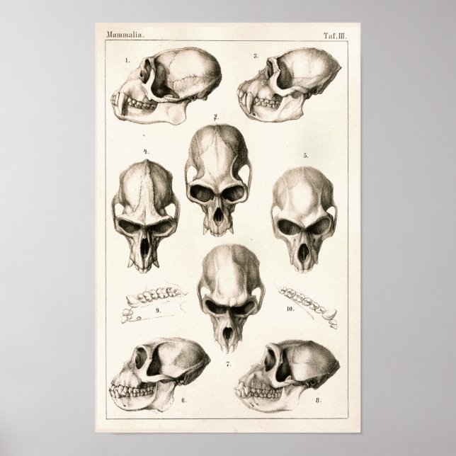 Skulls von Affen tierärztliche Anatomie Print Poster (Vorne)