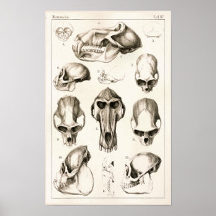 Skulls von Affen tierärztliche Anatomie Print Poster