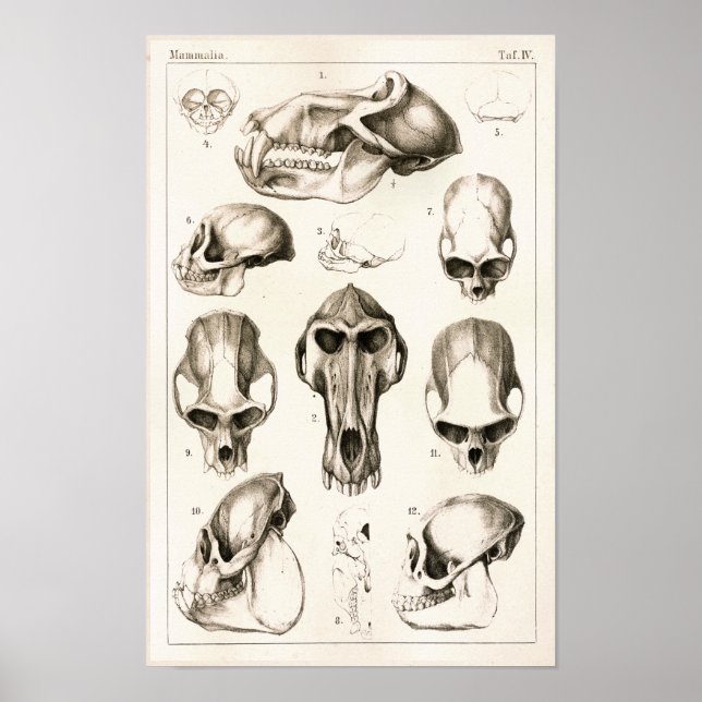 Skulls von Affen tierärztliche Anatomie Print Poster (Vorne)