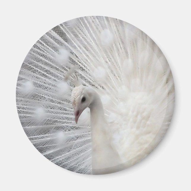 Skully Top Fun Magnet (Vorne)