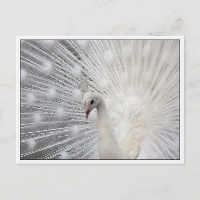 Skully Top Fun Postkarte (Vorderseite)