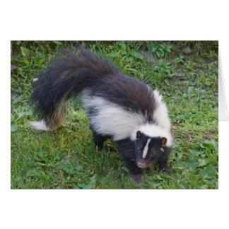 Skunk