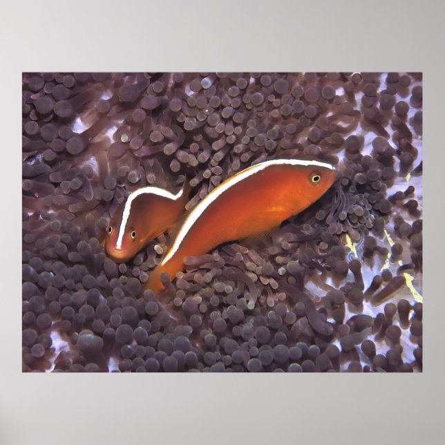 Skunk Anenomefish Poster (Vorne)