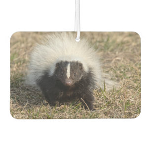 Skunk Autolufterfrischer